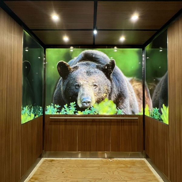 custom elevator with photo of bear