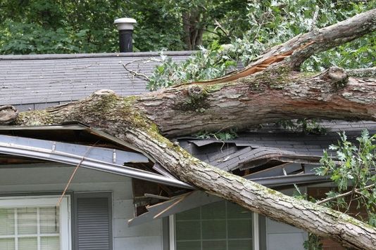 A large tree branch that has fallen on a house, causing severe storm damage to the roof and structure.