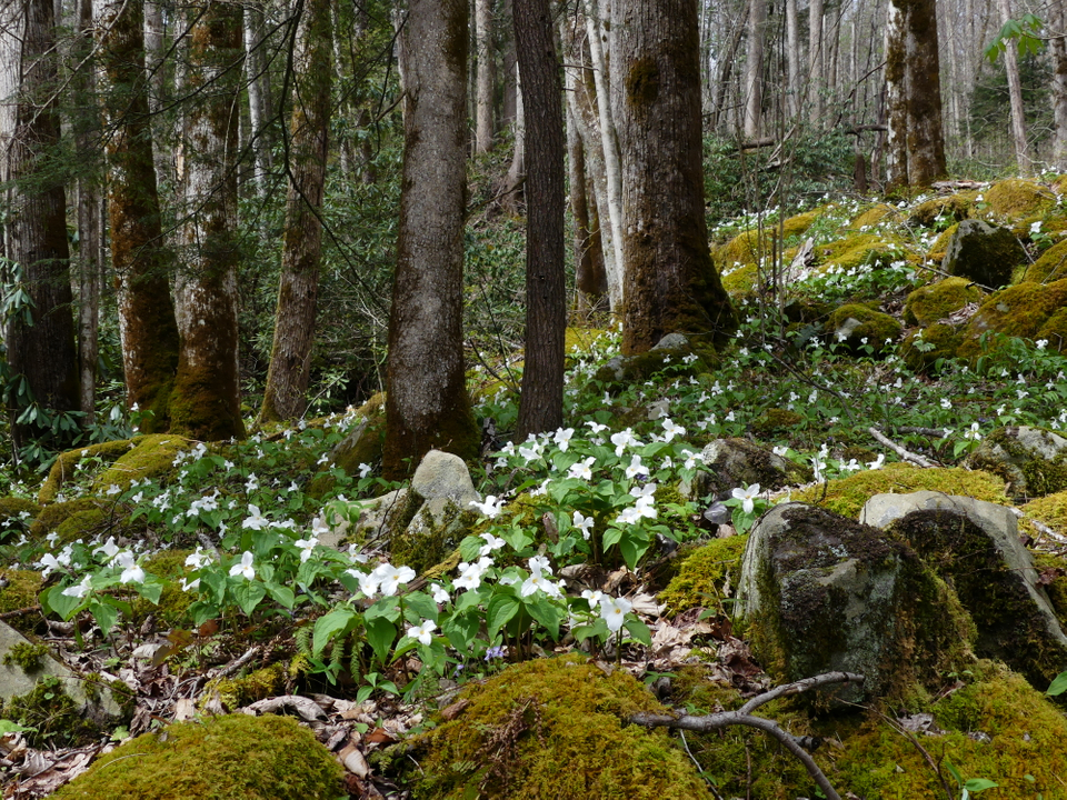 Great White Trillium Great Smoky Mountain Park