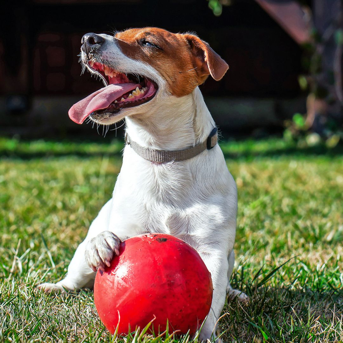 a dog with a ball outside