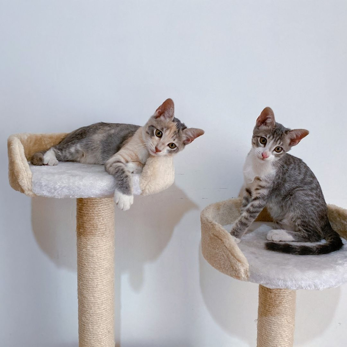 cats on a cat tree cats on a cat tree
