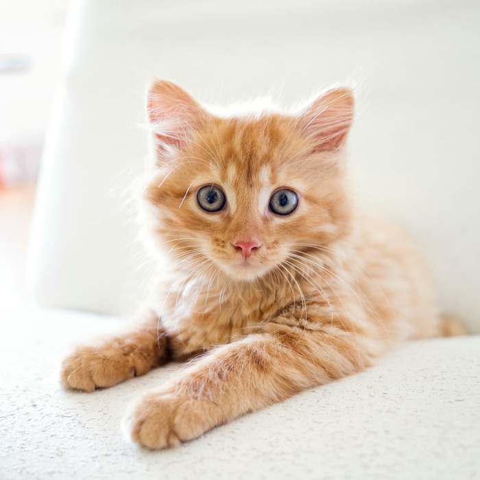 orange kitten on a chair