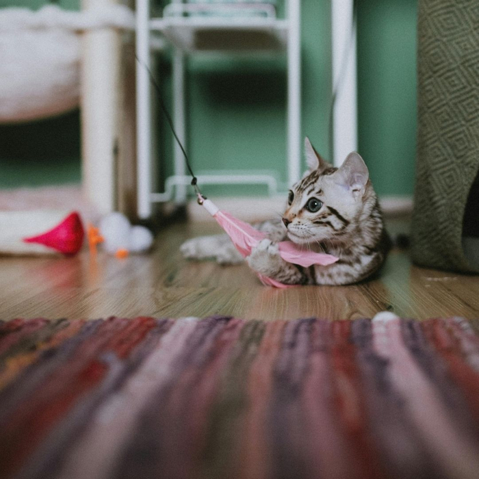 cat playing with a toy