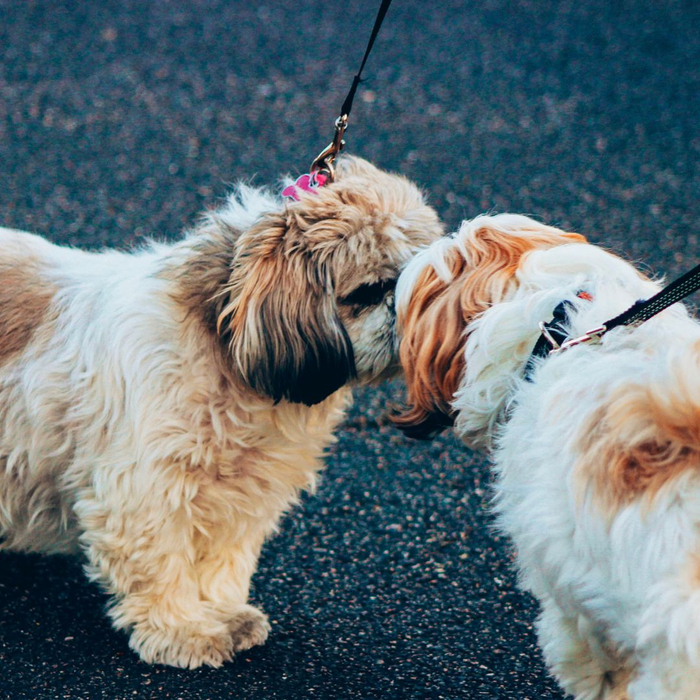 two dogs meeting