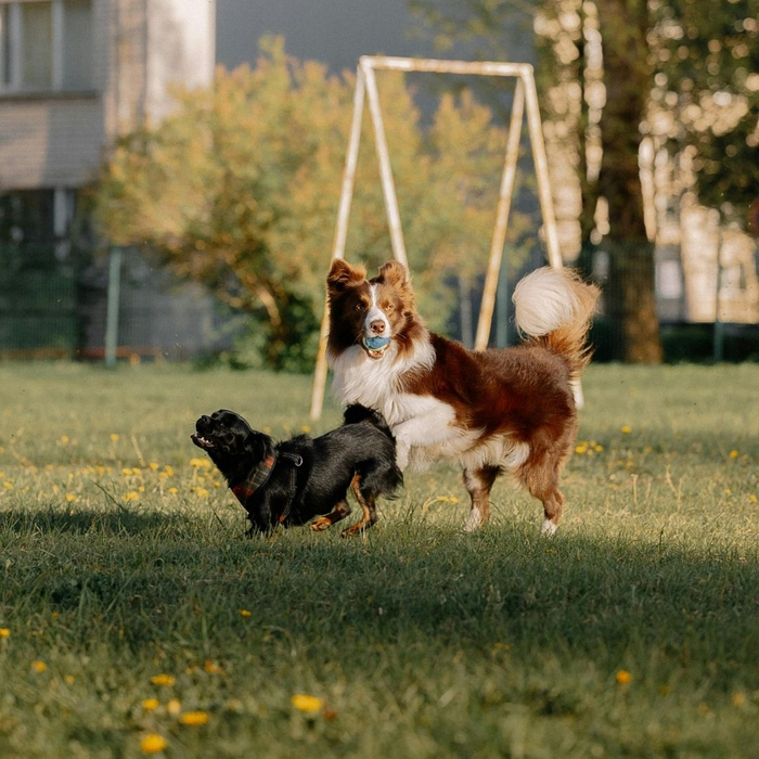 two dogs playing outside two dogs playing outside