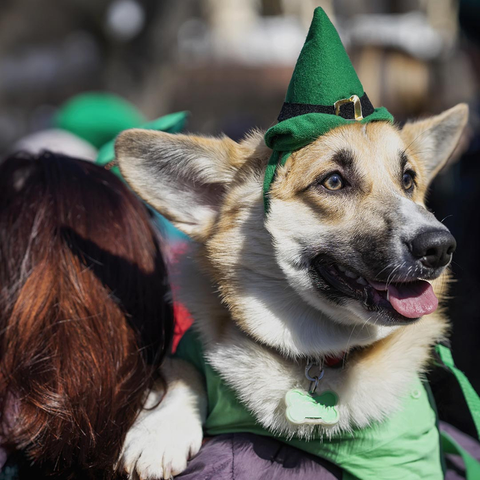 Woman carrying dog dressed up for Saint Patrick's Day