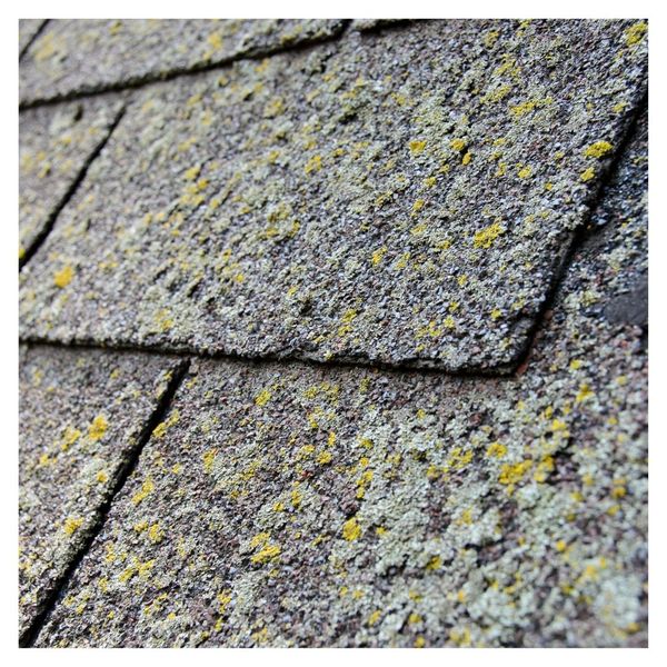 mossy shingles