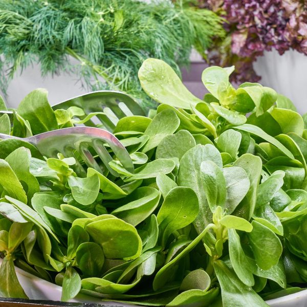 leafy greens leafy greens