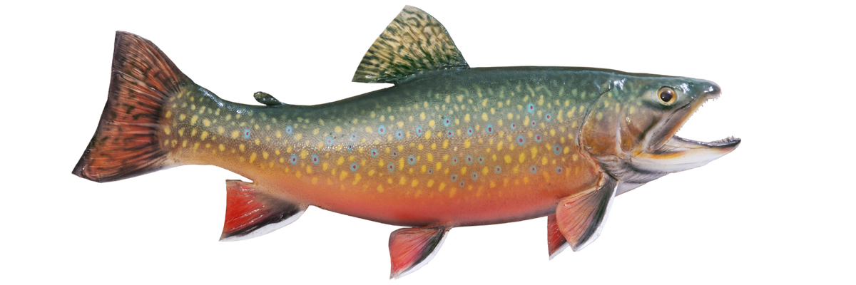 fish.png