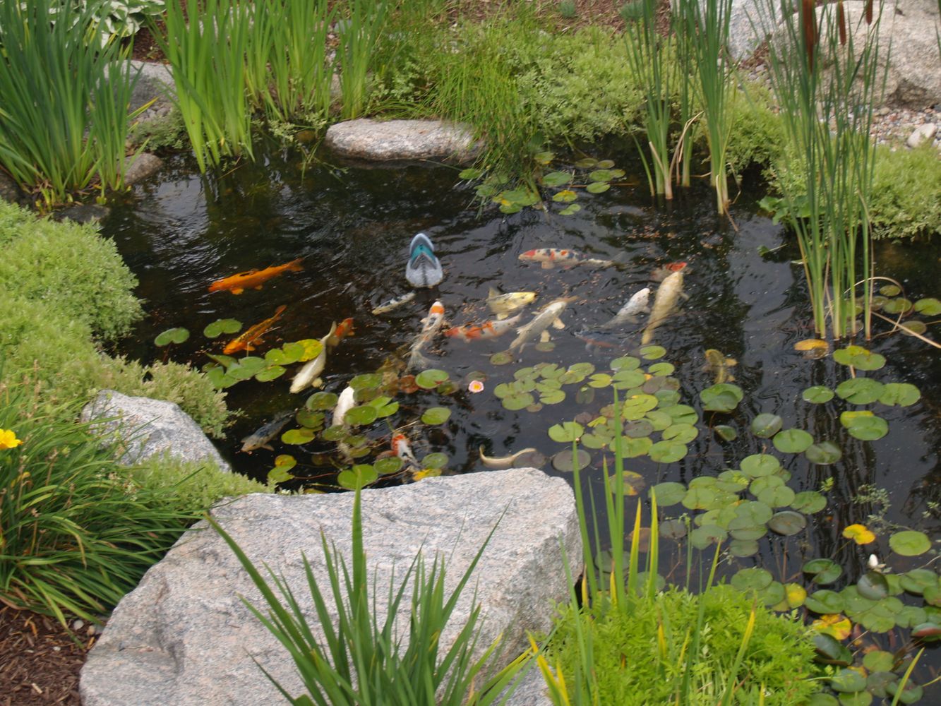 Bear Claw job pics 376.jpg