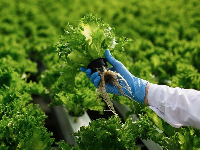 lettuce being grown sustainably
