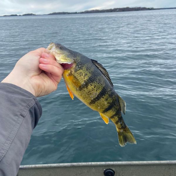 A vibrant, healthy Smallmouth Bass being carefully held above the water by a fisherman. A vibrant, healthy Smallmouth Bass being carefully held above the water by a fisherman.