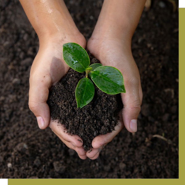 hands holding soil with small plant growing out