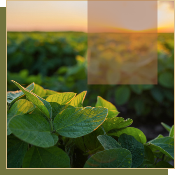 soy plant leaves