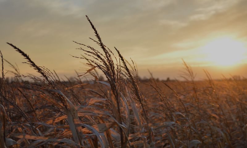 How Davis Ag Solutions is Revolutionizing Soil Health Throughout the Midwest Hero.jpg