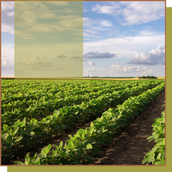 yield of soybean plants