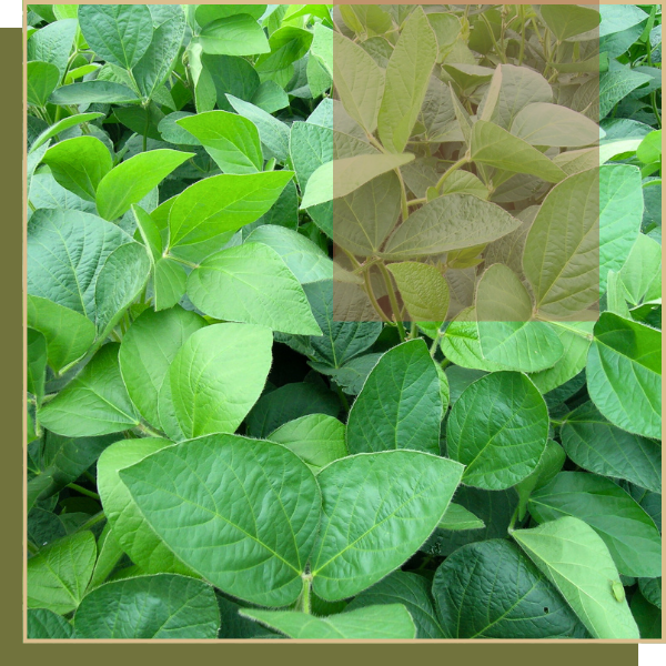 soy plant leaves