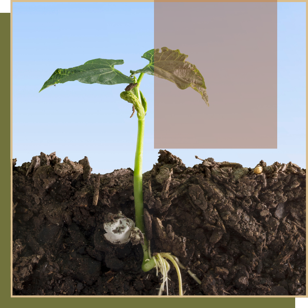 PageImage2-SeedTreatment.png