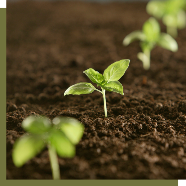 small plants growing out of soil