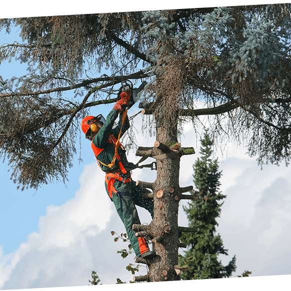 Tree-Trimming-Services-in-Cedar-Park-PB-Image-2.png