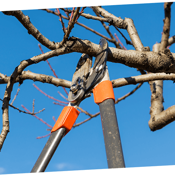 Tree-Trimming-Services-in-Cedar-Park-PB-Image-1.png