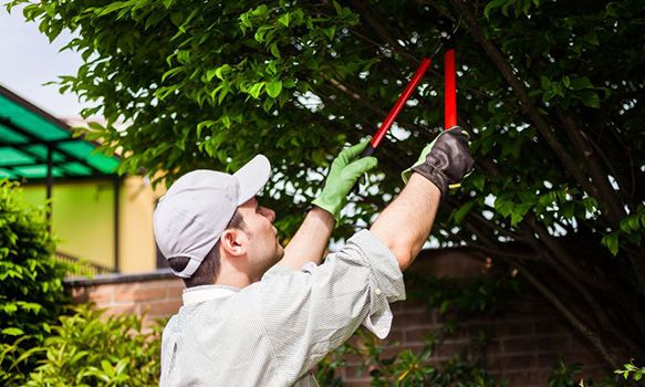 Person trimming tree