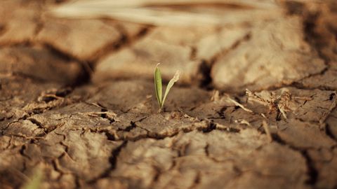 small leaf coming out of dry soil