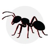 Crickets & Ants icon