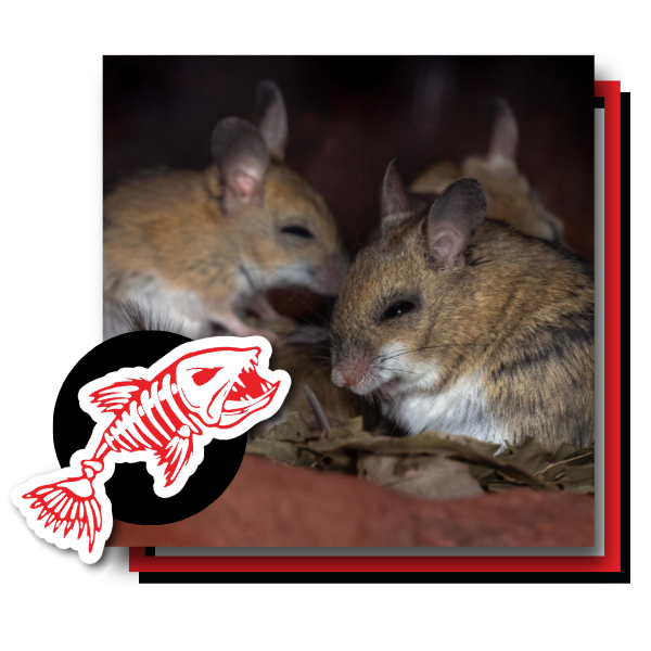 rodent 1.png