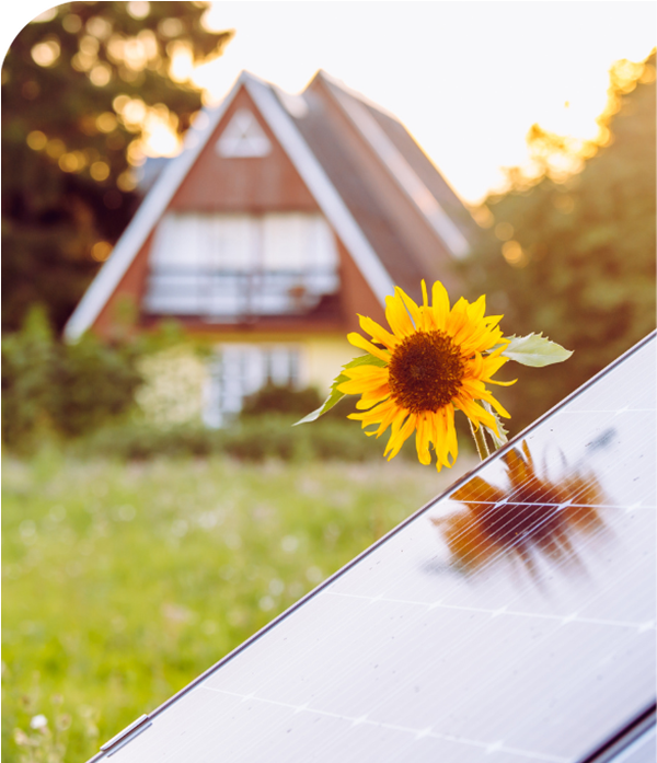 A sunflower growing by a solar panel outside a home