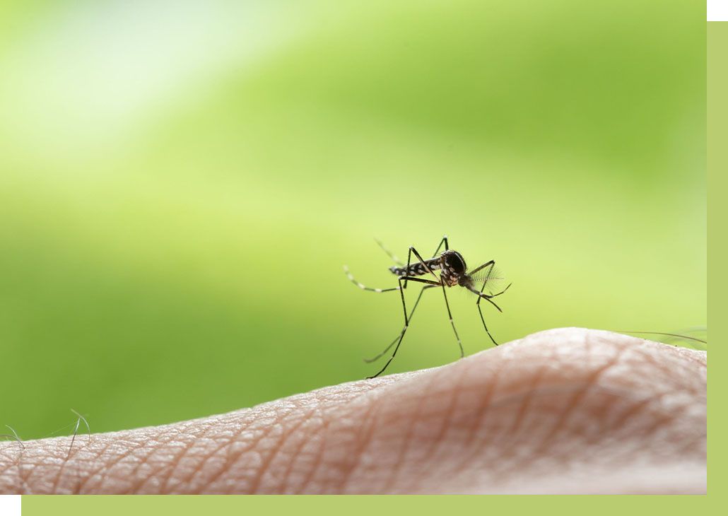 mosquito on hand