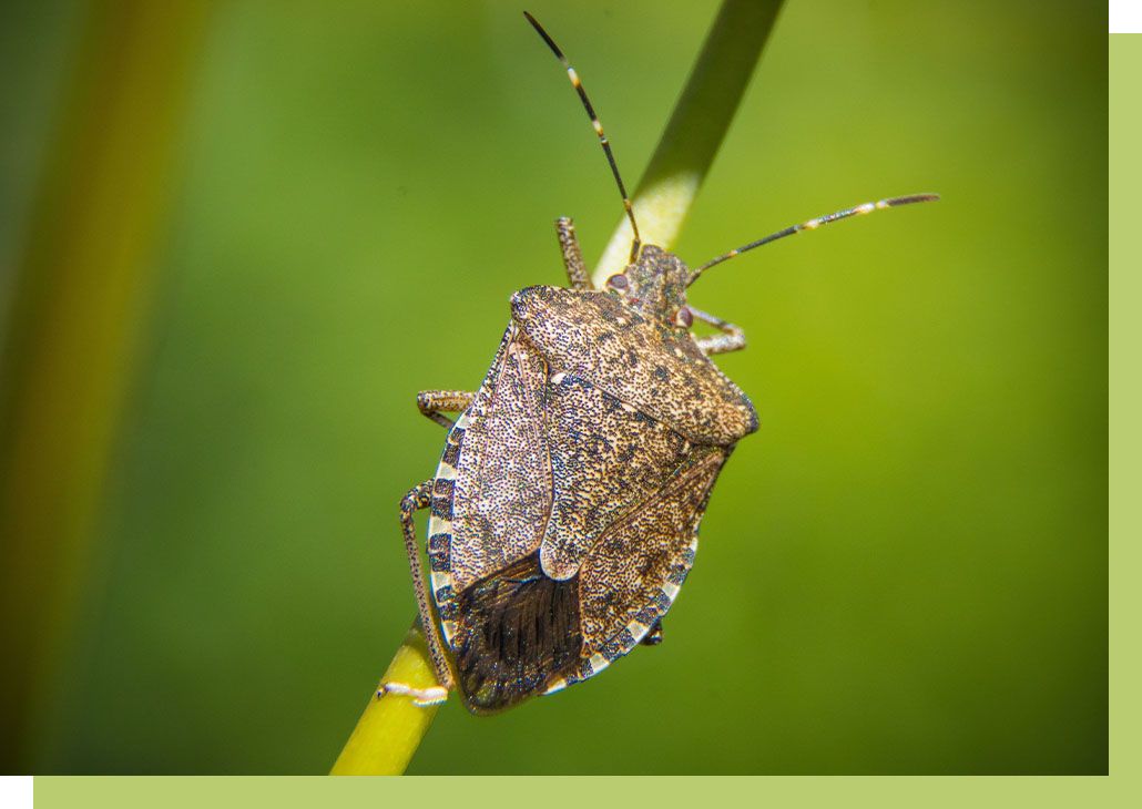 stink bug