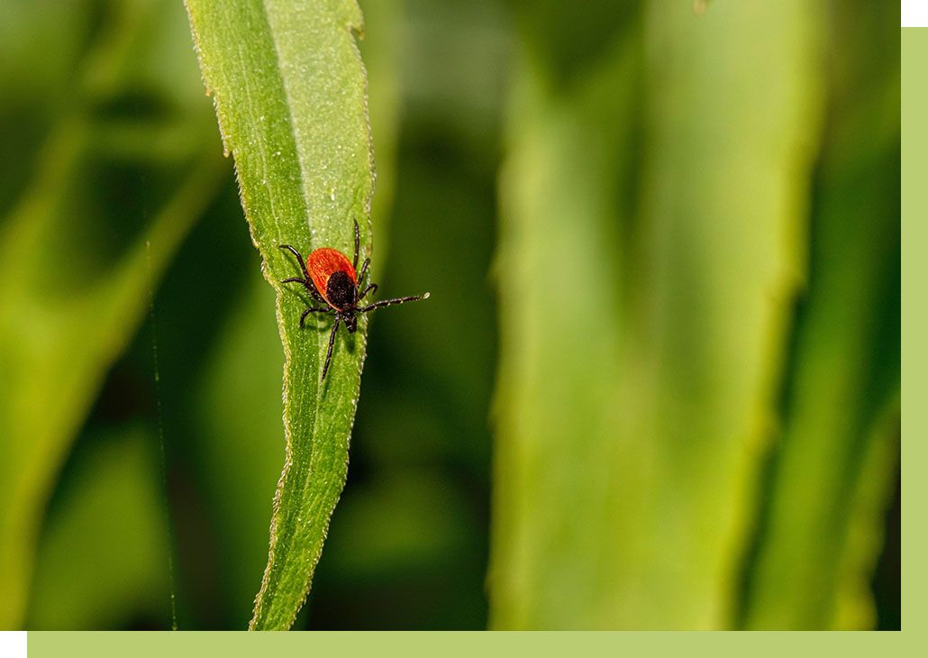 tick on leaf