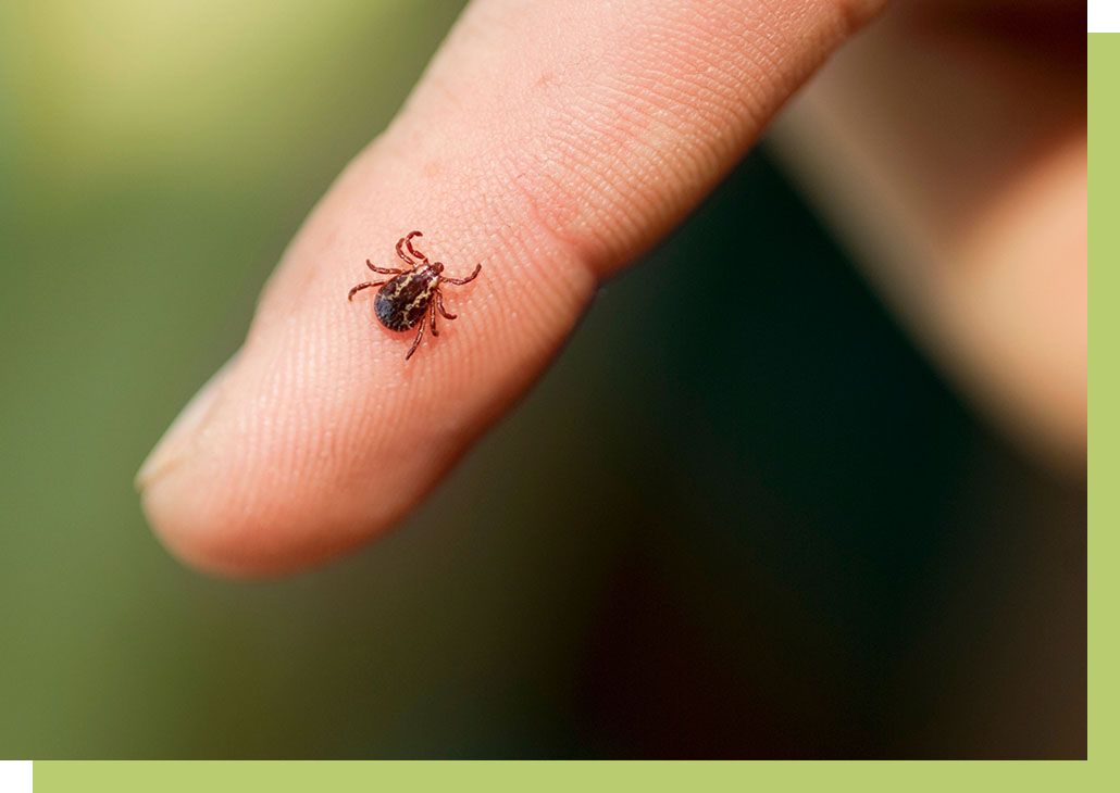 tick on finger