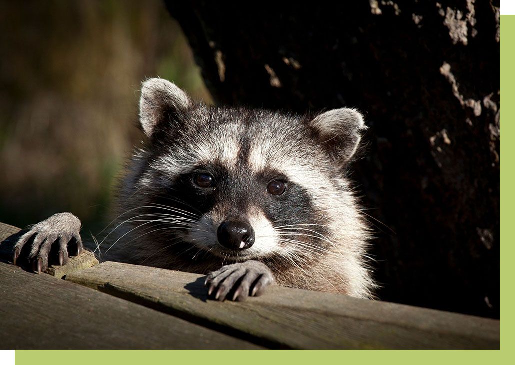 racoon peaking out head