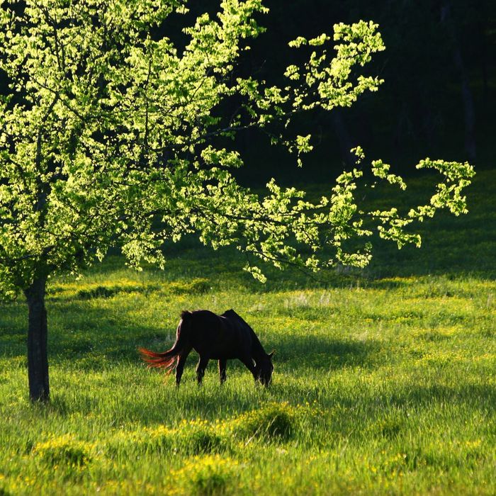 a horse grazing in a lush grassy field