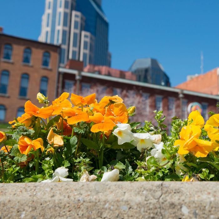 orange, yellow, and white flowers growing near the city