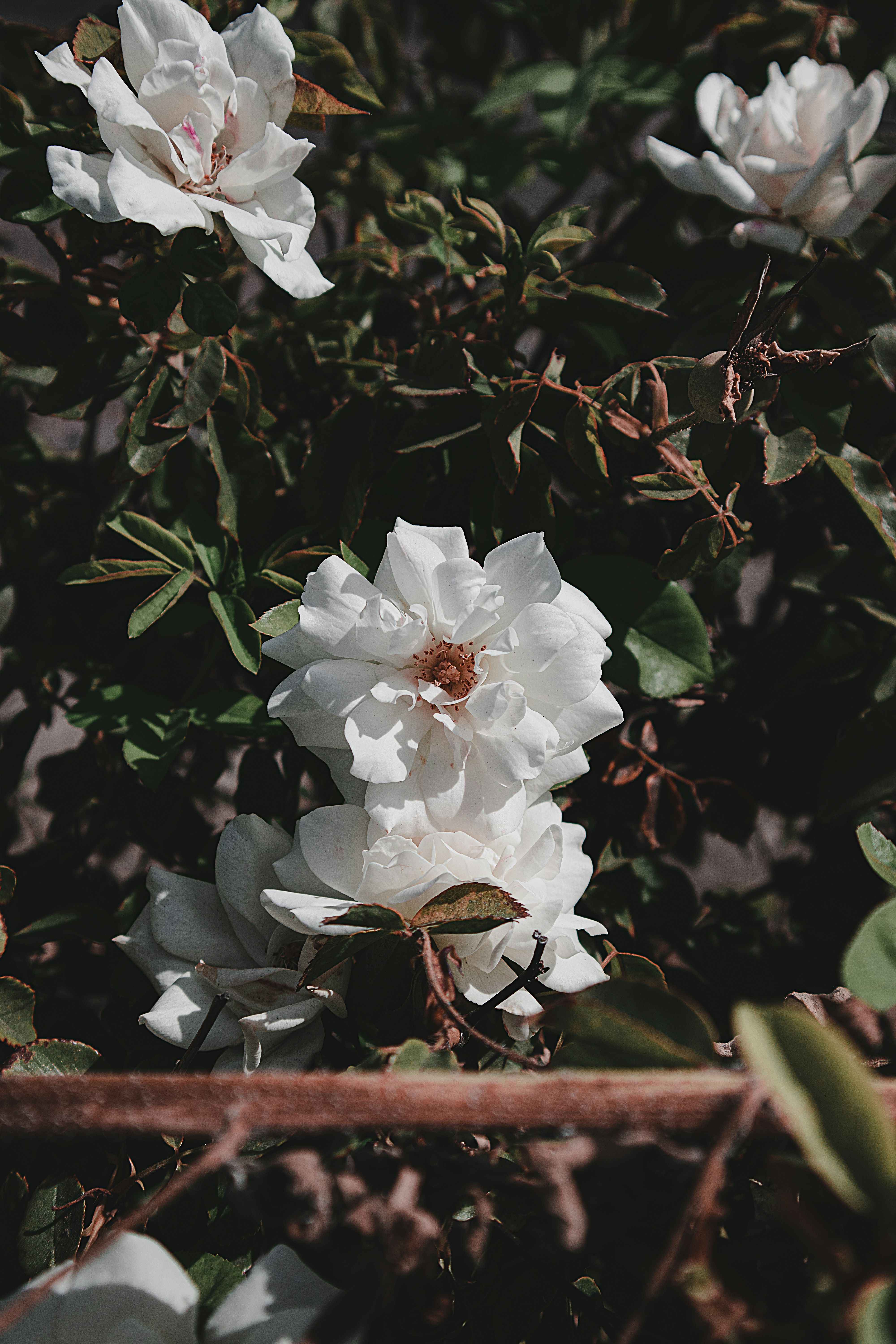 aaron-vasquez-sjFk27AaeFc-unsplash (1).jpg