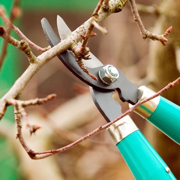branch being trimmed