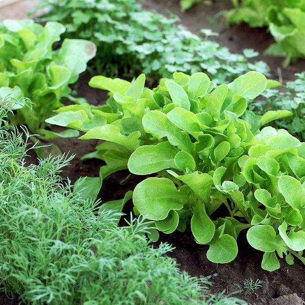 green veggies growing