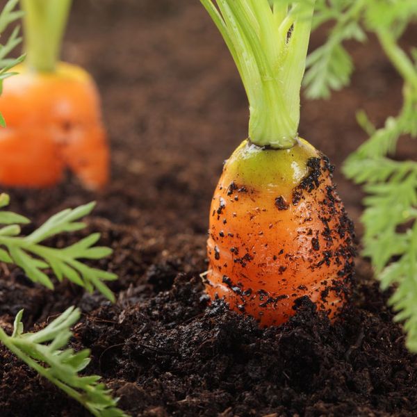 A carrot growing in soil