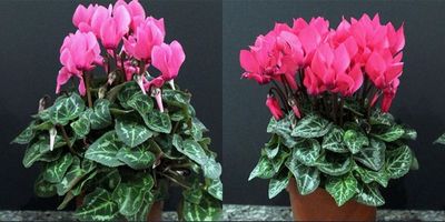 before and after plant