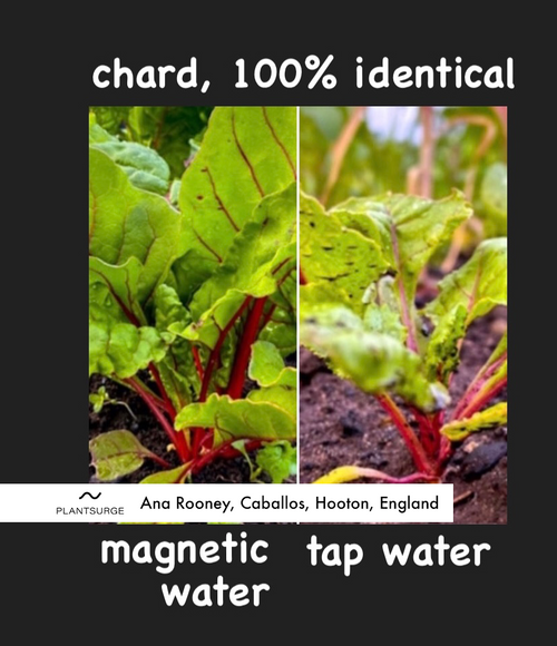 before and after plant