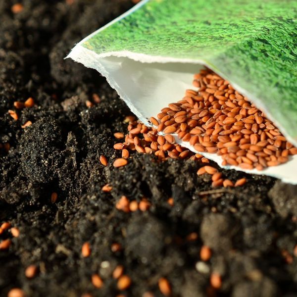 Increased Seed Germination.jpg