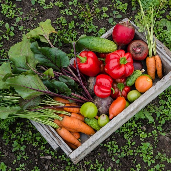 a crate of fresh picked veggies