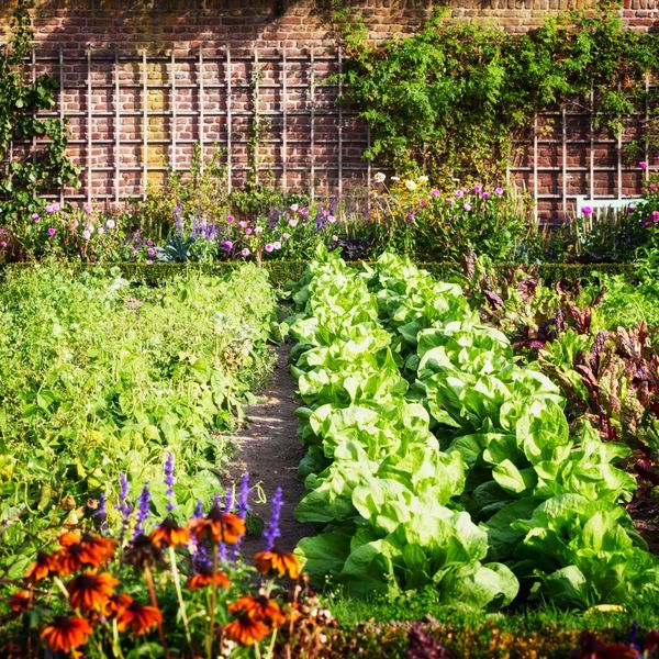 Sun shining on a garden