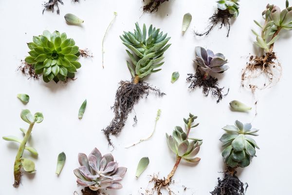 flatlay-items-succulent-plants-lying-on-white-bac-2021-08-30-08-03-15-utc_1080x.jpg