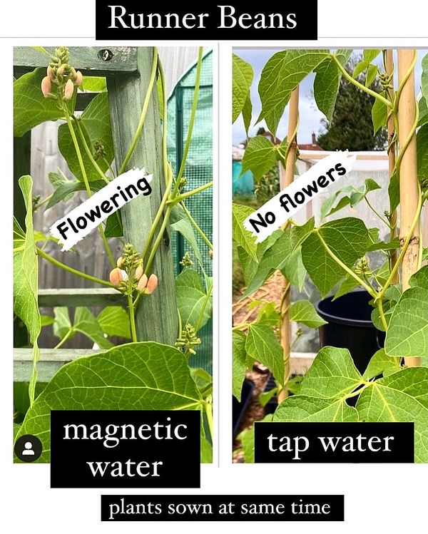 before and after plant