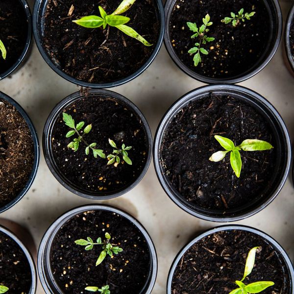 seedlings in cups