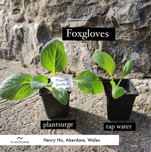 before and after plant